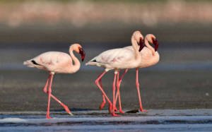 lesser flamingo lake natron